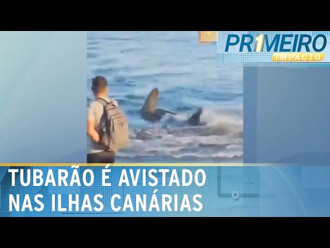 Tubarão é avistado a poucos metros da areia em praia da Espanha | Primeiro Impacto (17/06/24)