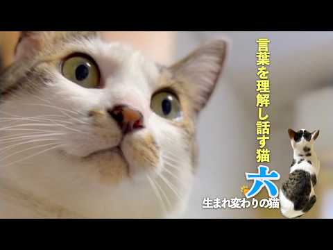 愛猫は言葉を理解して、しゃべる猫。後半の愛猫との会話は絶対に見て欲しい！まるで親子 | [生まれ変わりの猫] 六 (Roku)