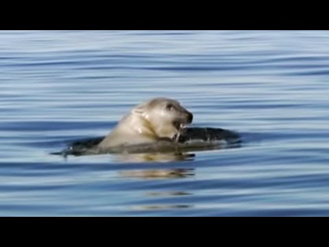 Swimming great male polar bear - Planet Earth - BBC - UCwmZiChSryoWQCZMIQezgTg