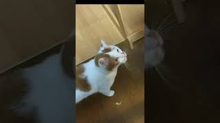 【日常】カニカマを欲しがる猫のリンちゃんの様子。ユズちゃんから取ろうとしてる#ねこのいる生活 #cat