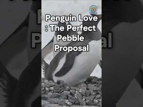 Penguin Love: A Perfect Pebble Proposal