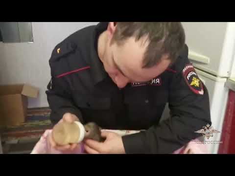 Спасение медвежат в Коми