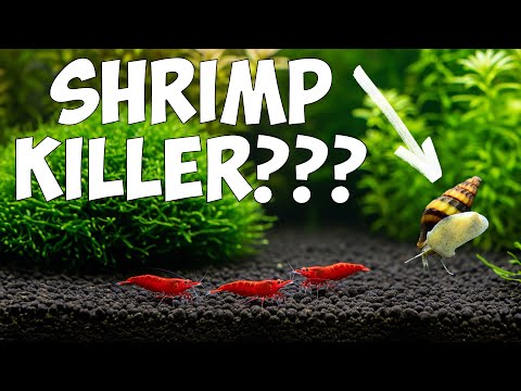 Do Assassin Snails Really Eat Shrimp? 🦐 For AMAZING shrimp food, head to 
https_//ShrimpKeeper.co.uk (UK)

or 

https_//www.etsy.com/ca/shop