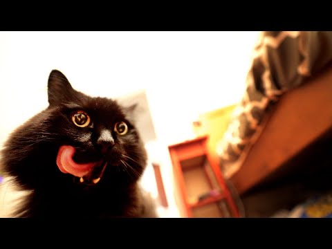 しゃべるねこ しおちゃんの最新動画 Youtubeランキング