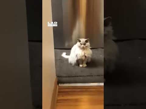 Albert does not look happy 😅 (🎥: ViralHog)