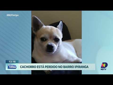 Ajude a encontrar Hercules: cachorro perdido no Bairro Ipiranga, São José