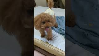 ＜保護犬 トイプードル＞#shorts  #dog #pets