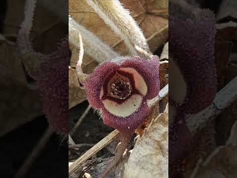 Three Secret Flowers You Can Find In The Woods