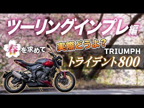 【試乗】トライデント800で春を求めて伊豆・河津ツーリング｜Triumph TRIDENT800【モトブログ】