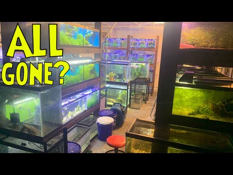 NO MORE FISH TANKS In My Garage Fish Room! (everyt What has been going on in the Fish Cave? Let me fill you in...

👍VIDEOS MENTIONED👍
Breeding Dw