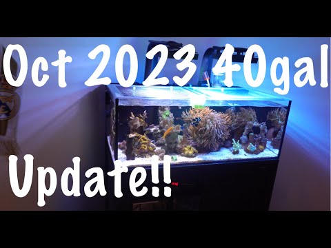 Oct 2023 40gal Lagoon IM Update! Check out the update on the 40gal Lagoon!

Get 10% off for your new Aquarium Cover/Lid from Kraken R