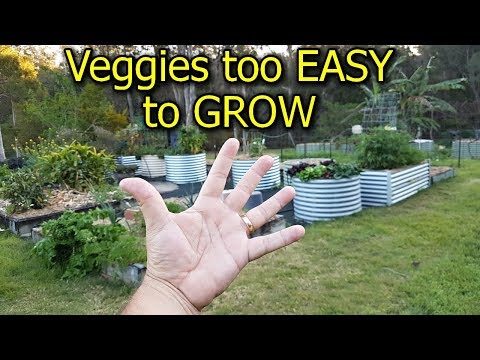 5 Vegetables that are too EASY to GROW in the Garden - UCJZTjBlrnDHYmf0F-eYXA3Q
