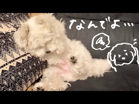 マルプーのエルくんちゃんねる Maltipoo Elleの最新動画 Youtubeランキング