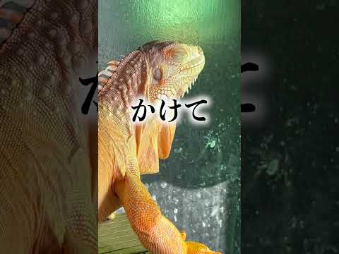 地震が起きて避難をするとき、ペットたちのことはどうしますか？東日本大震災から15年