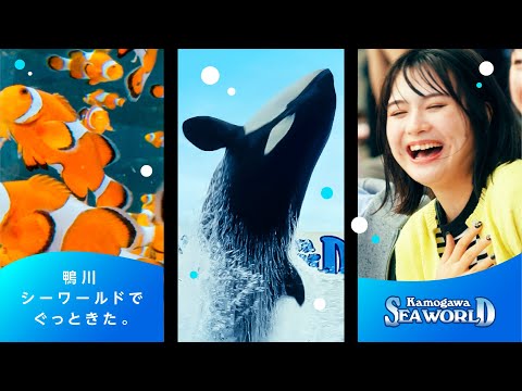 【鴨川シーワールド】新CM「ぐっときた」編　30秒Ver.