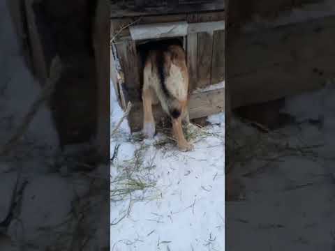 В Сыктывдинском районе козленок подружился с псом