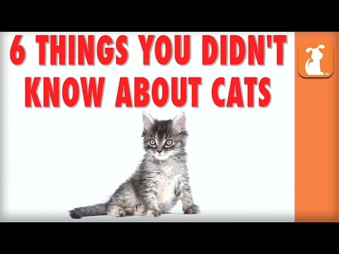 6 Things You Didn't Know About Cats - Kitten Love - UCPIvT-zcQl2H0vabdXJGcpg