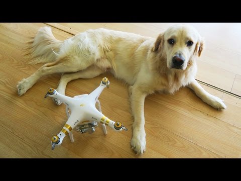 I Bought Cooper a Drone! (Super Cooper Sunday #48) - UC36MGPfPwOWafAXauiV4LdA