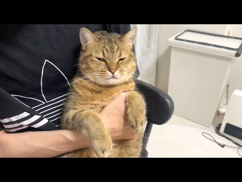 猫の動画サムネイル - 男(漢)好きなのか嫌いなのかはっきりしない猫の顔が面白すぎる件