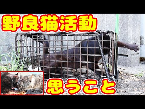 【野良猫 捕獲】野良猫活動を数年してきて思うこととは? さくらねこたちへのエサやり TNR 感動猫動画