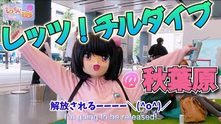 【#もっちぃ散歩】レッツ！チルダイブ、してきたもっち@秋葉原
