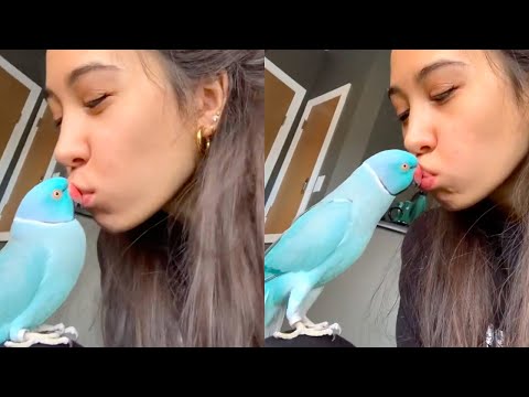 TEACHING PARROT TO KISS! | FUNNY VINES