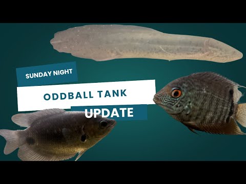 A Sunday Evening W/ The Predatory Oddball Tank Come see my unique predatory oddball 6 foot display tank featuring Oscar cichlids, Banded Leporinus,