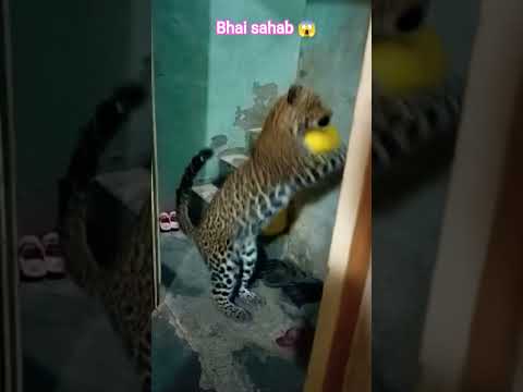 dame un grr yaar tiger aa gaya ghar me