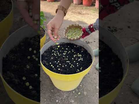 Hướng dẫn trồng: Rau mầm Đậu Hà Lan - Rạng Đông seeds #hatgiongrangdong #rangdongseeds