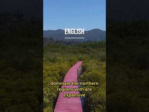 The largest forests in the world #nature #forest #information #info #amazonforest #naturelovers