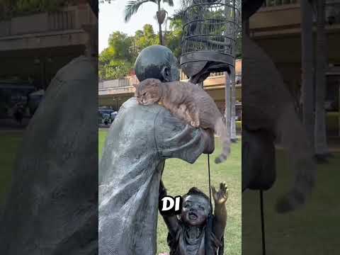 beginilah nasib kucing kucing jalanan yang tidak di adopsi ! #short#feed#shortfeed#shorts#kucing