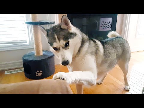 Talking with my Husky