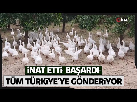 Kars Kazlarını Nazilli’de Yetiştirdi: Ülkenin Dört Bir Yanına Gönderiyor