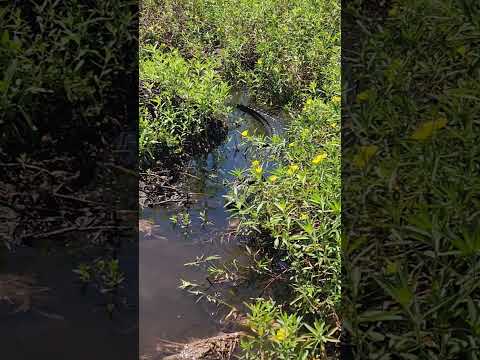 mamá croc #shortvideo #shorts #crocodile