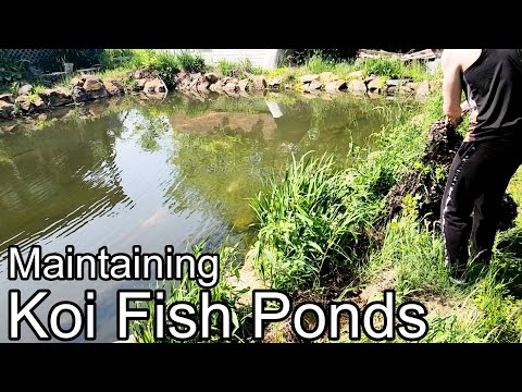 Fish, Ponds, Ducks, Plants, this video has it all ❤️ If you find my content helpful, become a channel member  and get access to perks_
https_//www