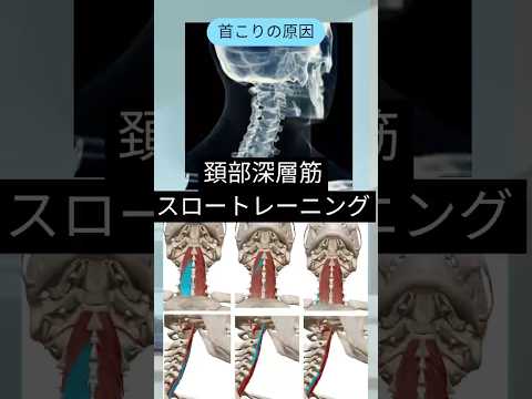 【座ったまま首こり改善】理学療法士が教える頚部深層筋スロートレーニング
