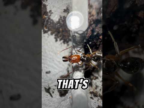 Redheaded Trap Jaw Ant Queen 🔴🐜