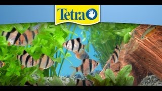 TETRA - urządzanie i pielęgnacja akwarium
