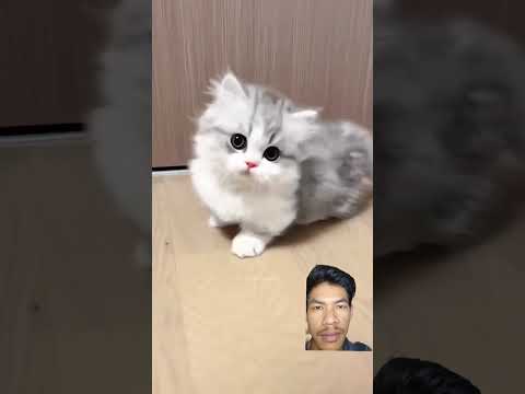 kucing oren bulet#cat #catlover #kucing#kucingindonesia