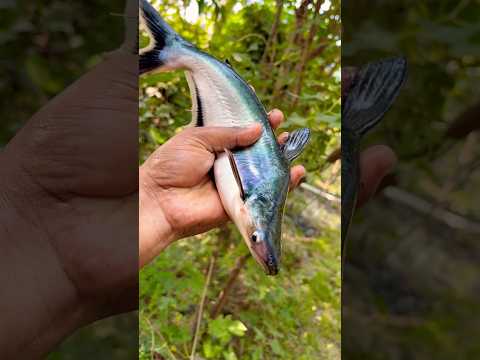 ऐसी मछली पहली बार देखी होगी! 😱 | Unbelievable Fish Caught on Camera🐬!! #shark #facts #latest