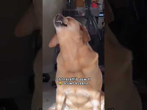 funnydogs#cute#doglover#doglife#cure#dogshorts#pet#doglife#dogshorts