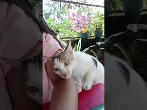 cute cat😺#cutecat #funny #talentedcat #shorts #fyp