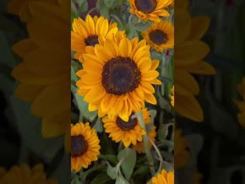 Luôn hướng về mặt trời mọc #luon #huongve #mattroi #mọc #nature #hoa #cây #tamsucungcon