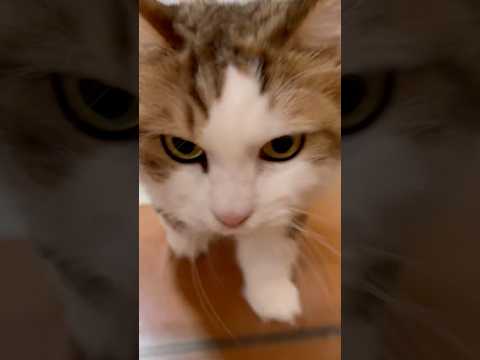 猫のひのきと秀吉の日常を紹介 サムネイル