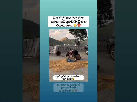 කැම්රි වැඩ යකෝ මෙව්වා 🤣💔🤭Sinhala funny meme🤣 #shorts #funny #comedy #trending #viral #sinhala #jokes