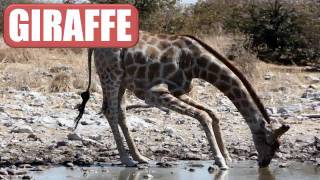 Animal Flashcards 2 