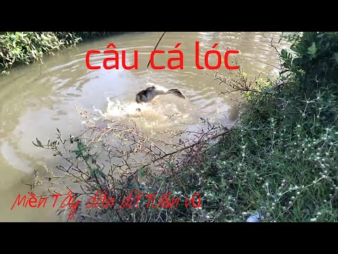 Câu cá lóc - nhấp cá lóc bằng vịt/ fishing for snakehead fish with duck