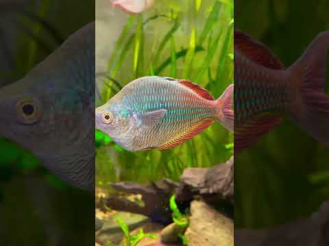 New fish day for my rainbow fish collection banded 