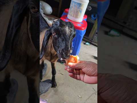 Hand-Feeding a CUTE Baby Goat a Piece of Bread! 🥰 #shorts #animals #petgoat