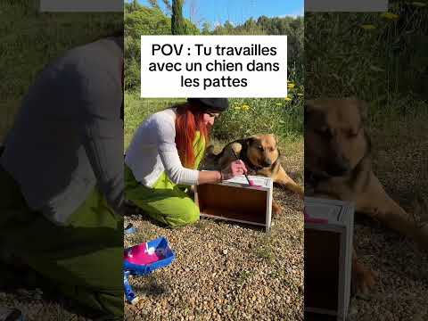 Mais il est adorable #tuto #<strong>dog</strong> #chien #<strong>funny</strong> #decoration #renovation #bricolage